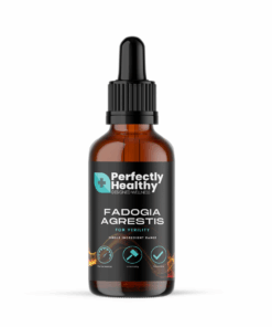 Premium Fadogia Agrestis - Supporting Increased Performance And Recovery