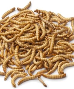 5 kg Dried Mealworms