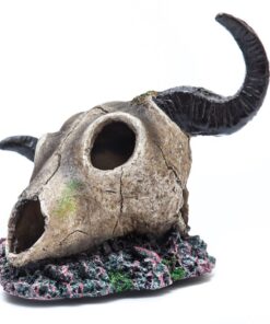 Buck Skull for Terrarium