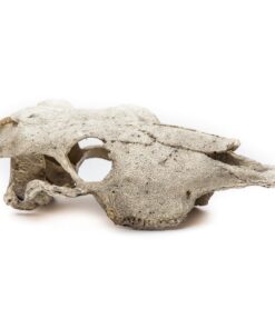 Buffalo Skull for Terrarium