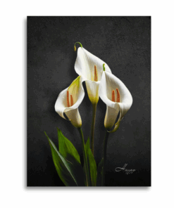 Calla Lilies Wall Art - Canvas Print - Decor - CL04 - A1 - 594 X 841 mm