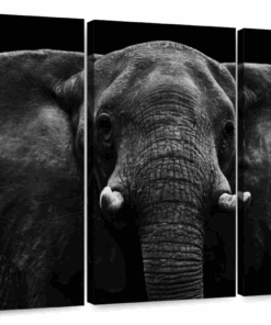 Canvas Art - Elephant Watch 3 Piece Canvas Wall Art Decor
