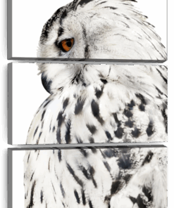 Canvas Art - White Barn Owl 3 Piece Canvas Wall Art Decor