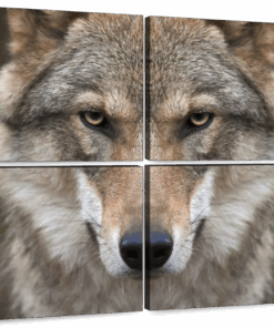 Canvas Art - Wolf Head 4 Piece Canva s Wall Art Decor Living Bedroom Decor