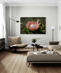 Canvas Wall Art - King Protea