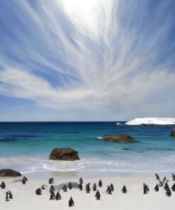 Canvas wall art - The penguins at Boulder's beach
