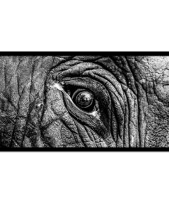 Cape Art Framed Canvas 1 Piece 77x155cm Elephant Eye Close-Up
