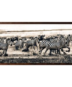Cape Art Framed Canvas 1 Piece 77x155cm Zebra Stampede