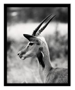 Cape Art Framed Canvas 1 Piece 80x100cm Antelope with Bird
