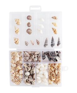 Craft Party & Fish Tank Decor Small Natural Sea Shells 100pcs (12cm)