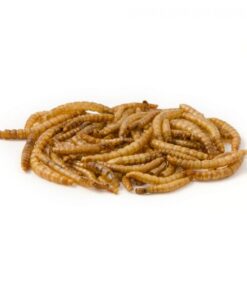 Dried Mealworms - 1kg