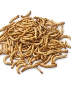 Dried Mealworms - 2 x 5kg