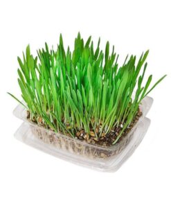 Kunduchi - Super Grass x4