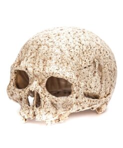 Primate Skull for Terrarium