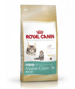 Royal Canin Maine Coon Kitten (4kg)