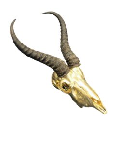 Springbok Skull (Gold)